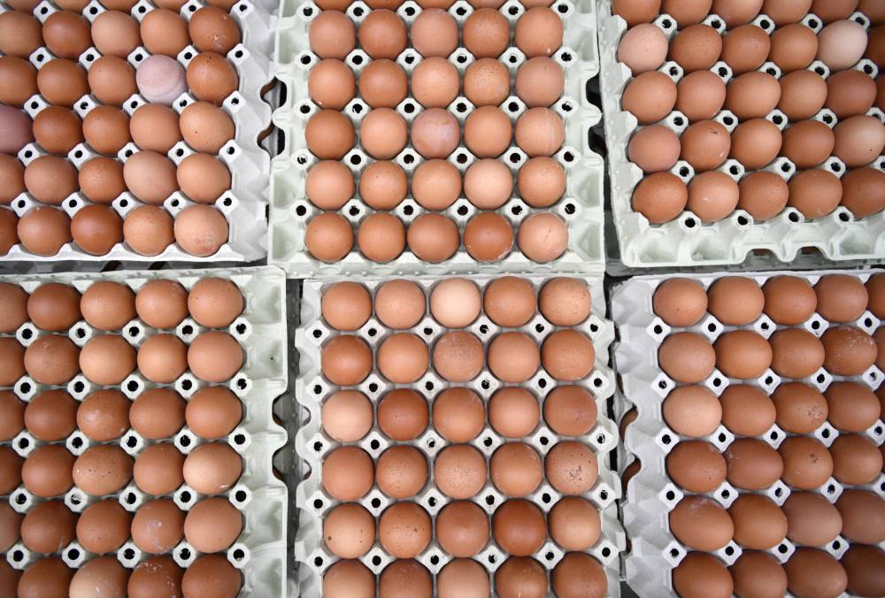 jaja konsumpcyjne, jaja, eksport jaj, afera fipronilowa, KIPDiP