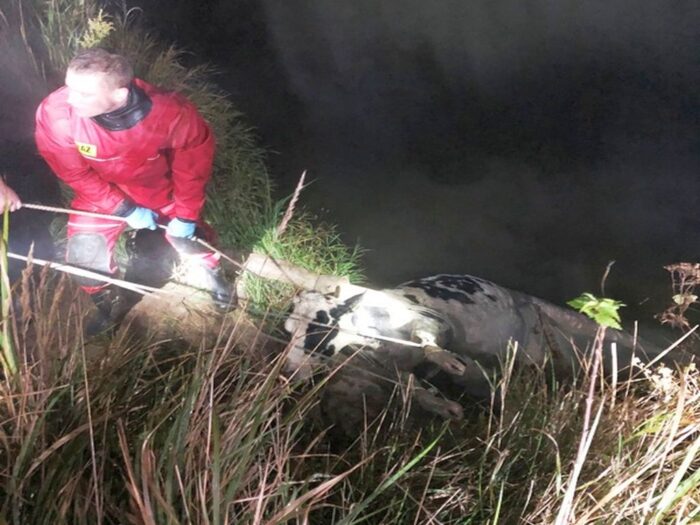 krowa w rzece, pasłęka, Bardyny, powiat braniewski, KP PSP w Braniewie