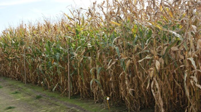 kukurydza, rośliny, pole, niebo