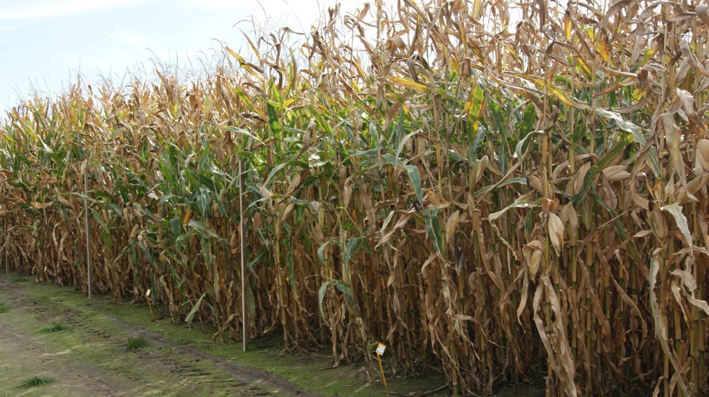 kukurydza, rośliny, pole, niebo