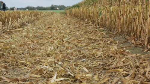 omacnica prosowianka, zachodnia kukurydziana stonka korzeniowa, zbiór kukurydzy na ziarno, zwalczanie omacnicy