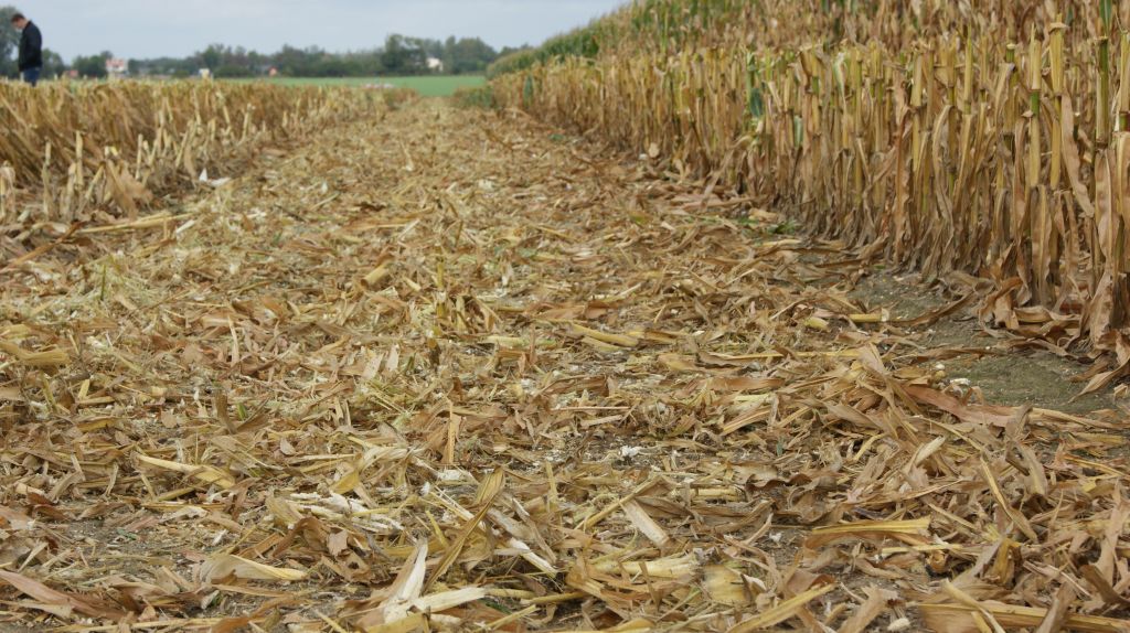 omacnica prosowianka, zachodnia kukurydziana stonka korzeniowa, zbiór kukurydzy na ziarno, zwalczanie omacnicy