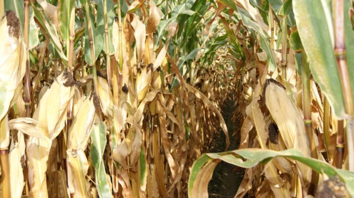 kukurydza, rośliny, kolby, liście