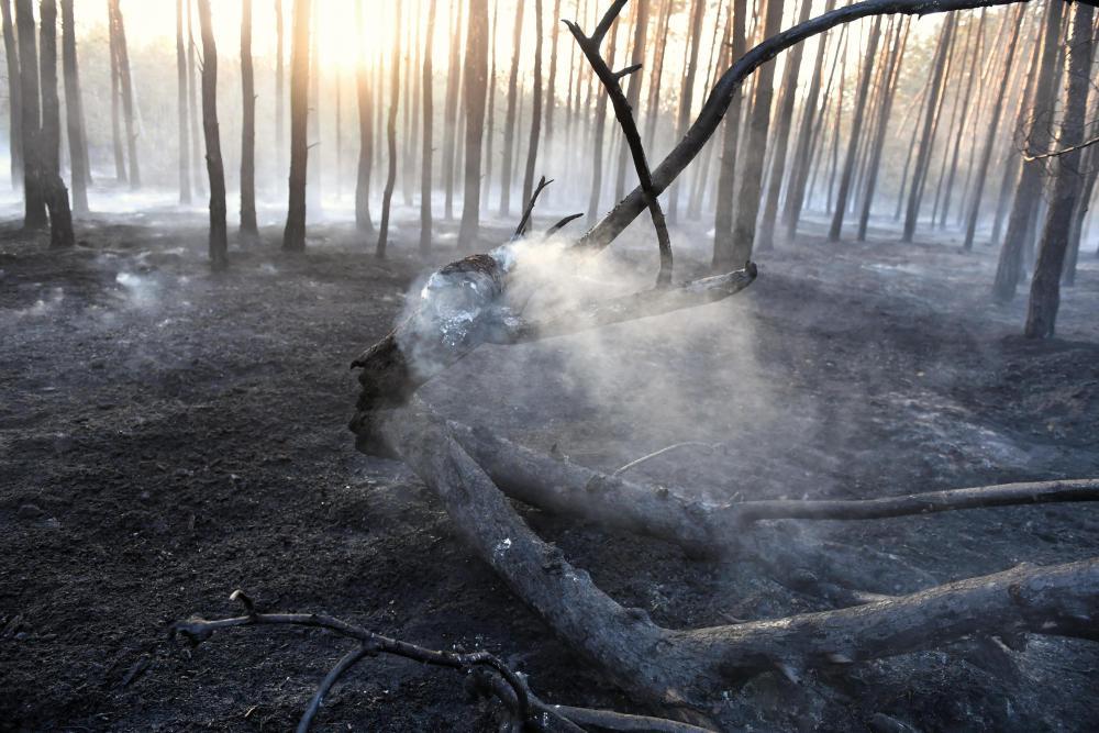 lasy, pożary lasów, lasy państwowe, fotopułapka, straż leśna, straż pożarna