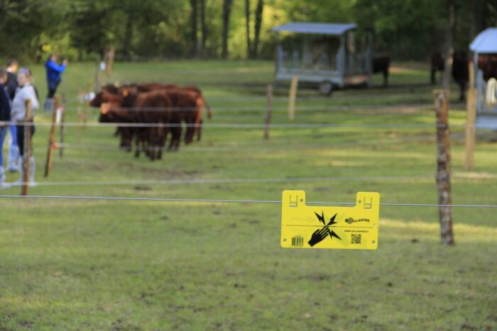 puszcza bukowa, szczecin, pastuch elektryczny, koło łowieckie, Artur Giza-Zwierzchowski