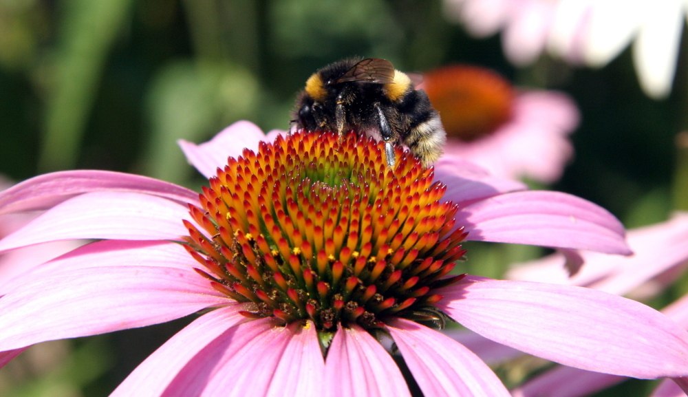 Ule na balkonie, miejska hodowla pszczół, włochy, mediolan