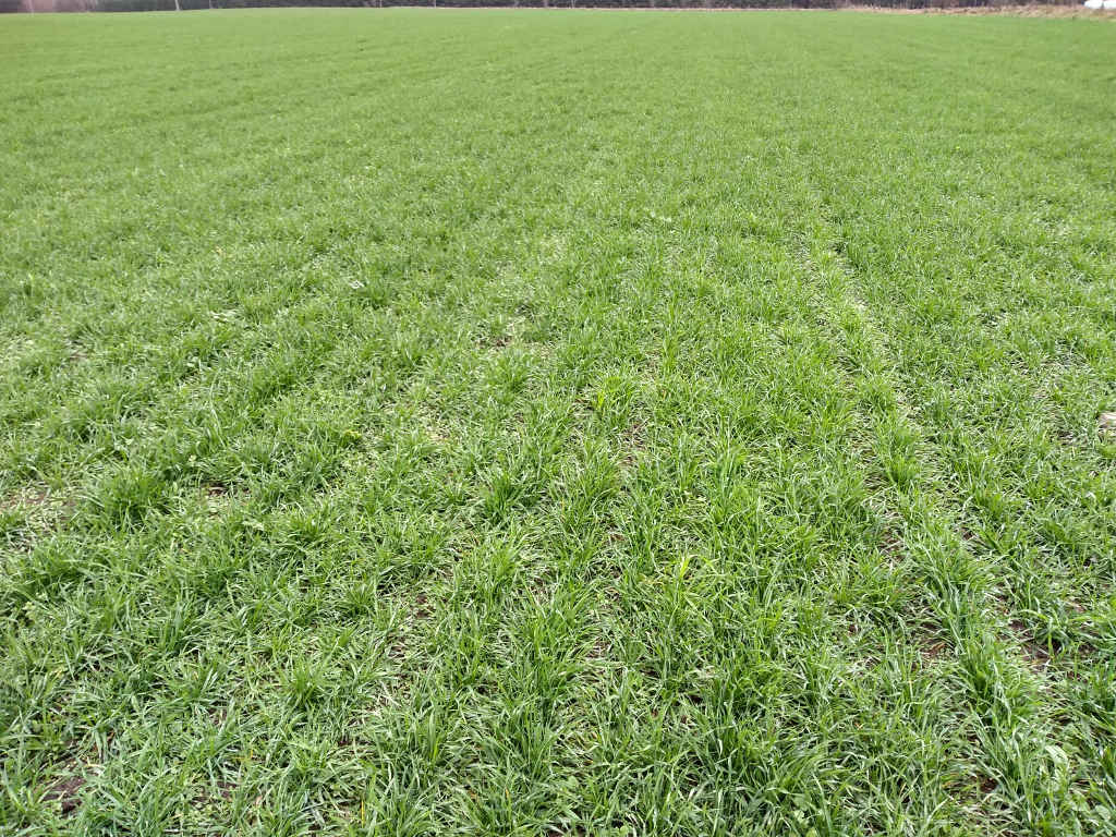 choroby grzybowe jesienią, choroby zbóż, zwalczanie patogenów w zbożach jesienią, zmiany klimatu, ochrona zbóż ozimych