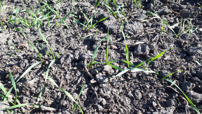 pszenica, rośliny, gleba