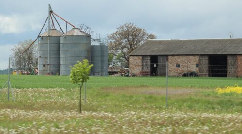 uprawa konopi, rolnictwo, kombinat konopny, Uprawa konopi w Polsce