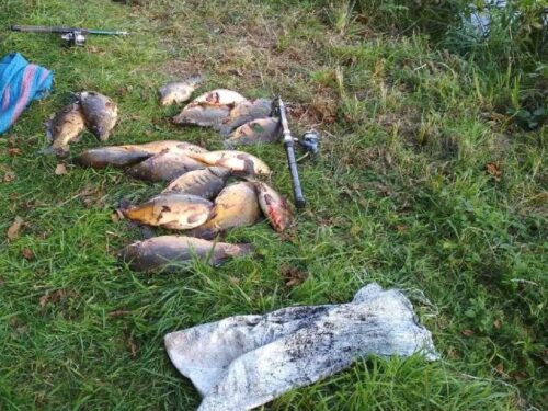 gospodarstwa rybackie, kradzież ryb, karp, michał kowalczyk, gmina oksa, powiat ząbkowicki