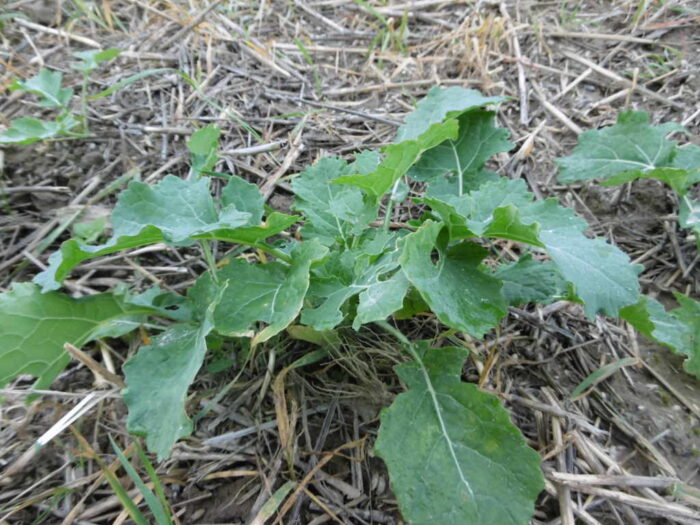 Juliusz Młodecki, Polska Koalicja Biopaliw i Pasz Białkowych, biopaliwa, Adam Stępień