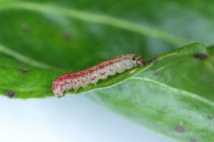 Skośnik buraczak, burak cukrowy, larwa skośnika buraczaka, nowy szkodnik w uprawie buraka cukrowego, IOR-PIB w Poznaniu