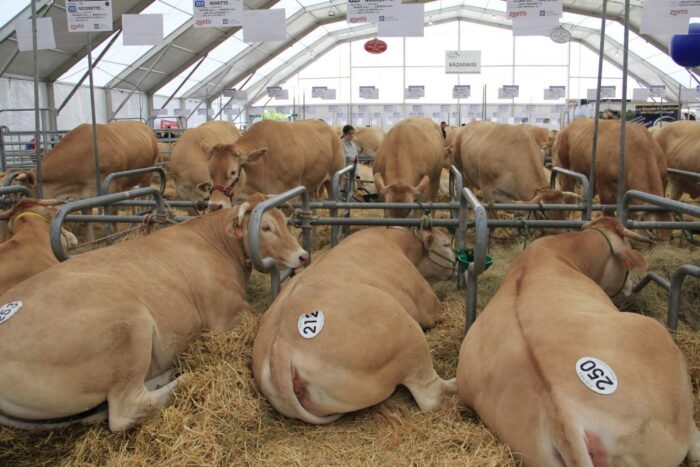 Sommet, bydło mięsne, wystawa, Francja