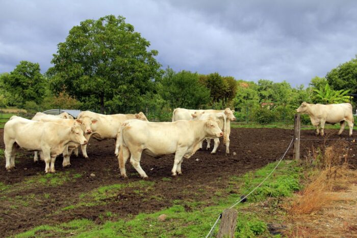 hodowla zwierząt, pakiet klimatyczny "Fit for 55", Jan Krzysztof Ardanowski, Wiktor Szmulewicz, Komisja Europejska