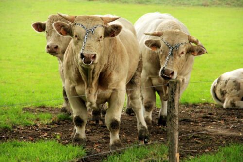 cena bydła, skup żywca wołowego, wołowina, ceny w Polsce,