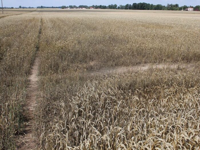 susza rolnicza, szacowanie strat w rolnictwie, pomoc suszowa, straty z powodu suszy