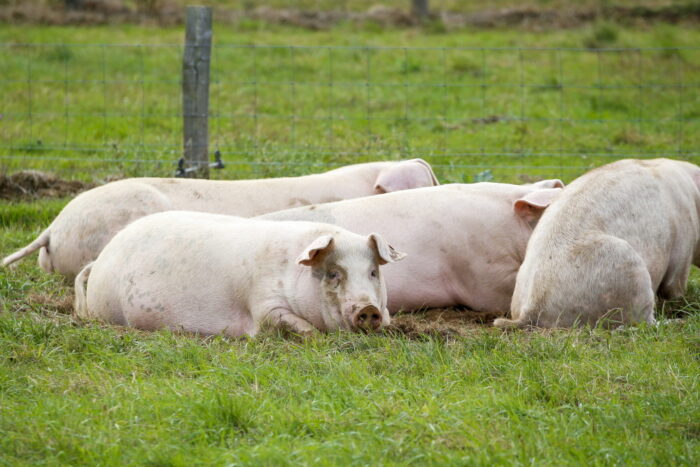 afrykański pomór świń na świecie, Monique Eloit, Światowa Organizacja Zdrowia Zwierząt