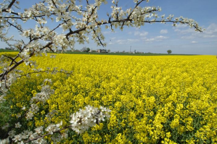 Syngenta, rolnictwo zrównoważone, zmiany klimatyczne, ziemia uprawna