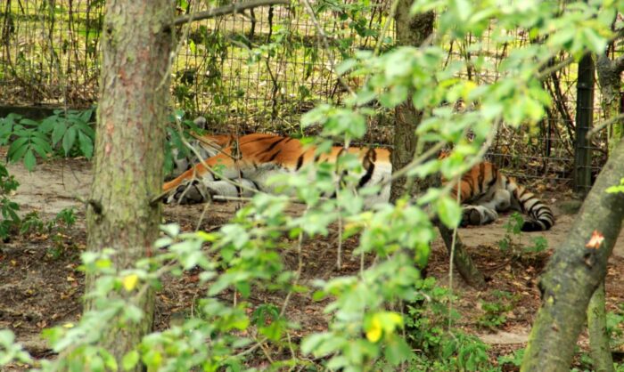 tygrysy azjatyckie, transport, granica, Włochy, Rosja, brak wymaganych dokumentów
