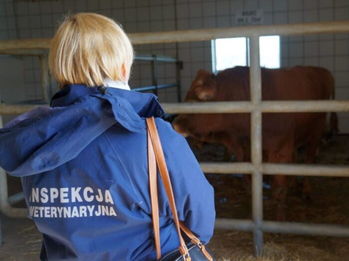 ubojnie, ubój zwierząt, rzeźnie, inspekcja weterynaryjna, paszporty dla bydła