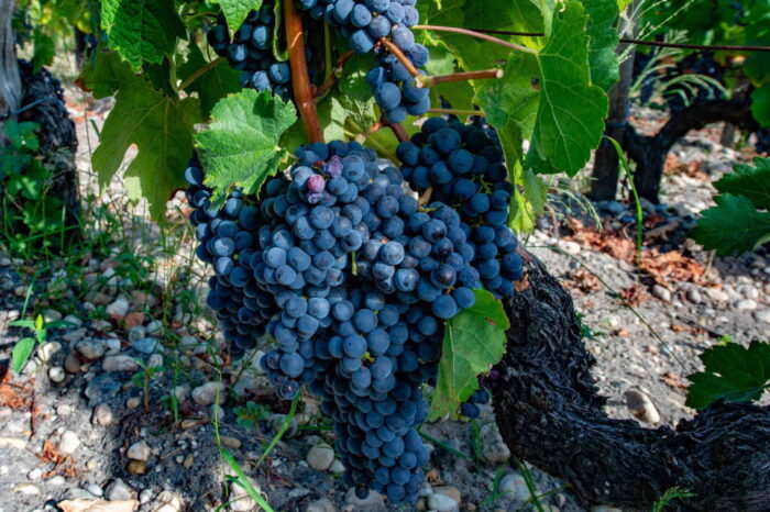 slawonia, chorwacja, produkcja wina, grasevina, winobranie, winnice