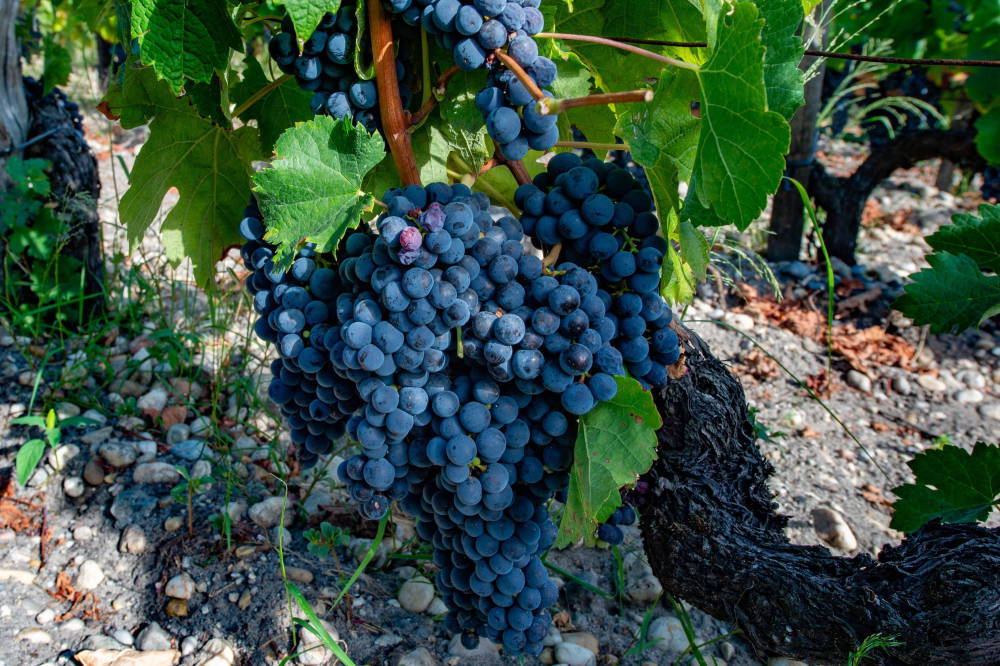 slawonia, chorwacja, produkcja wina, grasevina, winobranie, winnice