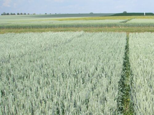 ubezpieczenia upraw, ubezpieczenia zwierząt gospodarskich, ministerstwo rolnictwa