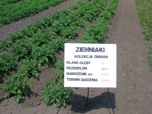 uprawa ziemniaków, rejestr przedsiębiorców, krir, organizmy kwarantannowe