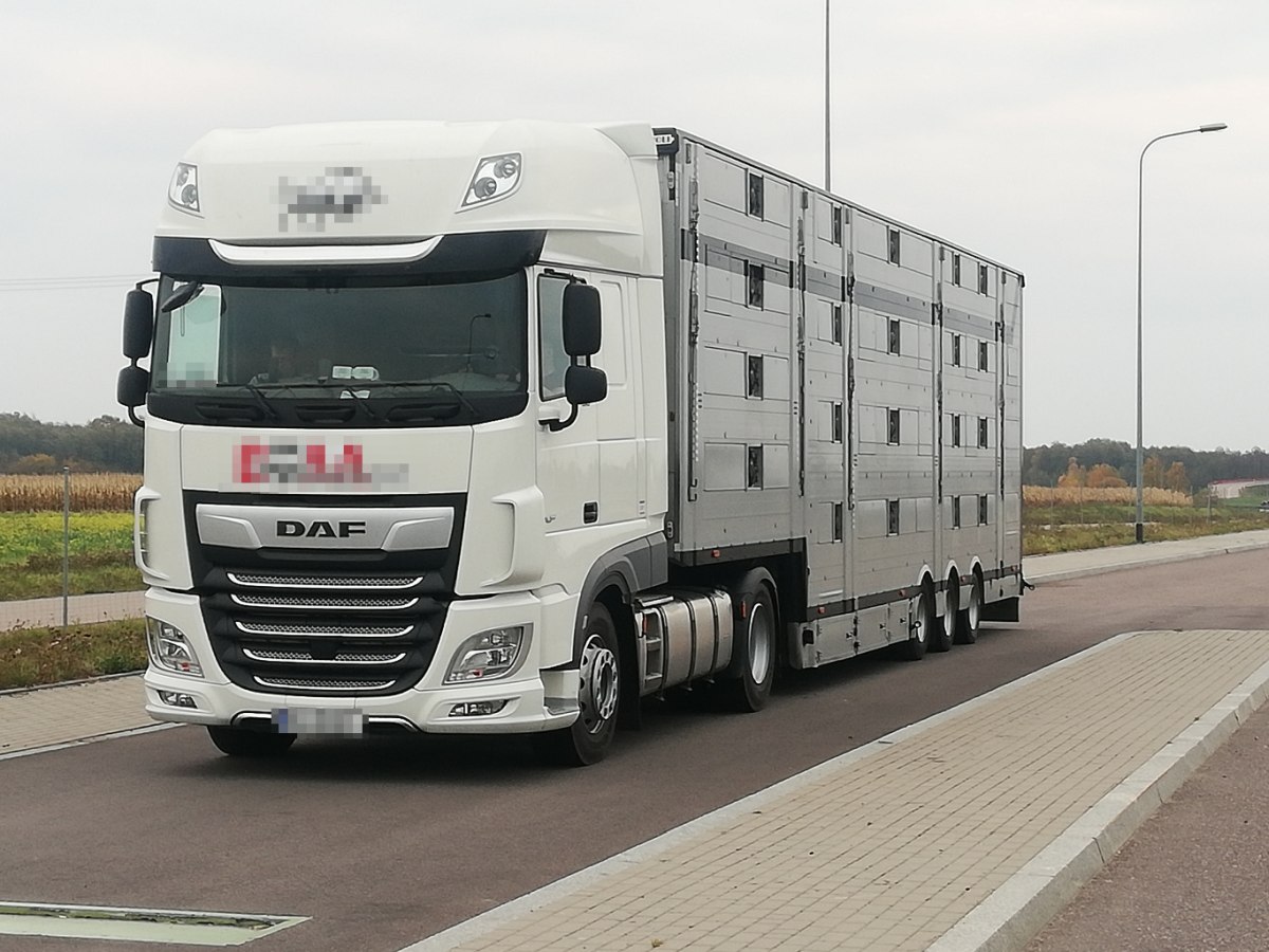 Zwierzęta hodowlane, transport zwierząt, Compassion in World Farming , europarlament