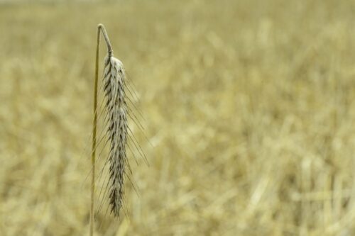 Amerykański Departament Rolnictwa, zbiory zbóż na świecie, zboża paszowe