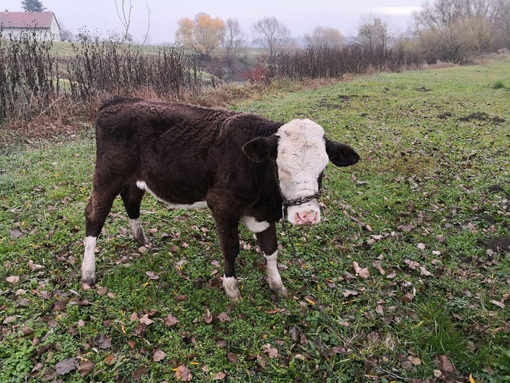 cielak w odrze, zdarzenia z udziałem zwierząt, Kędzierzyn-Koźle, KPP w Przasnyszu