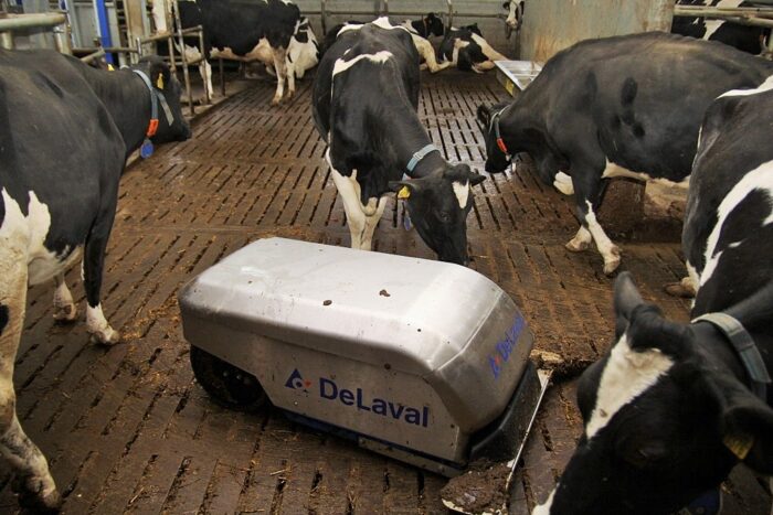 DeLaval, krowy mleczne, długowieczność krów, kulawizny, mastitis, oświetlenie obory, obora, lampy LED, rozród bydła