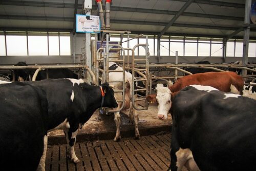 delaval, robot udojowy, krowy mleczne, fermy bydła mlecznego