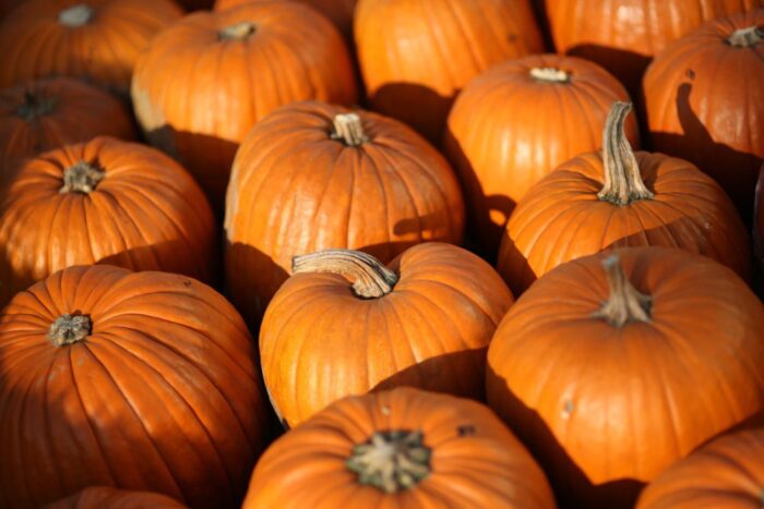 dynia, warzywa, ceny, Bronisze, cukinia, kabaczki, ceny w Broniszach