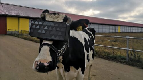 krowy mleczne, pastwisko, produkcja mleka, stres krów, rosyjscy naukowcy, gogle VR, bydła mleczne,