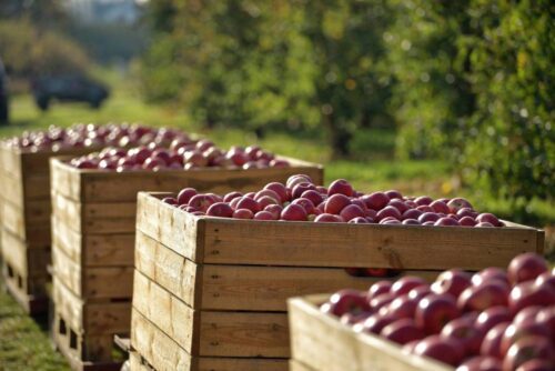 Mirosław Maliszewski, Związek Sadowników RP, produkcja i cena skupu jabłek, koncentrat soku jabłkowego