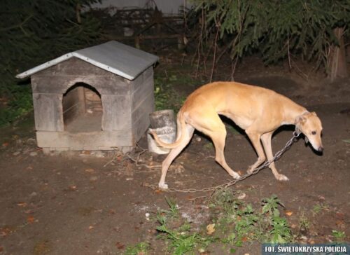 chart, kłusownictwo, chart na polowania