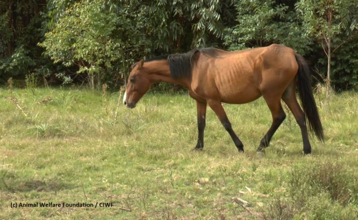 fermy krwi, hodowla koni dla hormonów krwi, dobrostan zwierząt