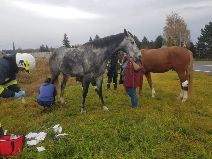 konie uwięzione w przyczepie, Biały Kościół, powiat krakowski