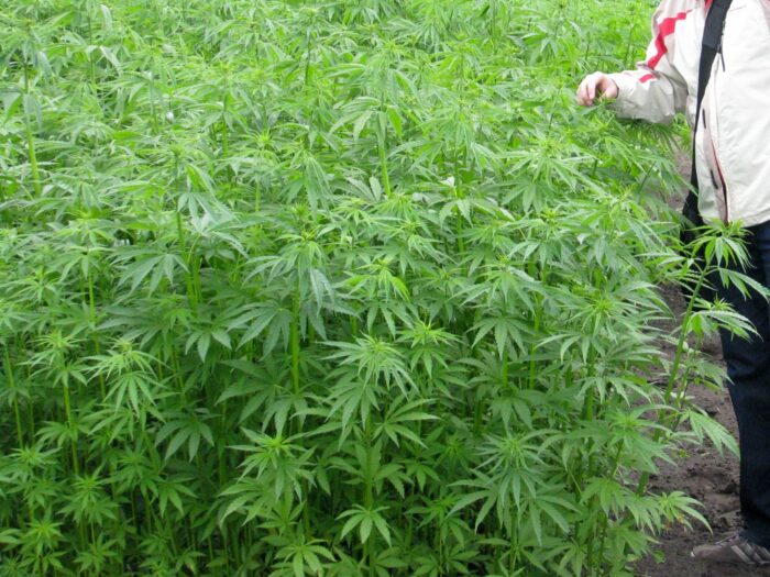 Uprawy konopi i maku w Polsce, Jarosław Sachajko, sejmowa komisja rolnictwa, KOWR