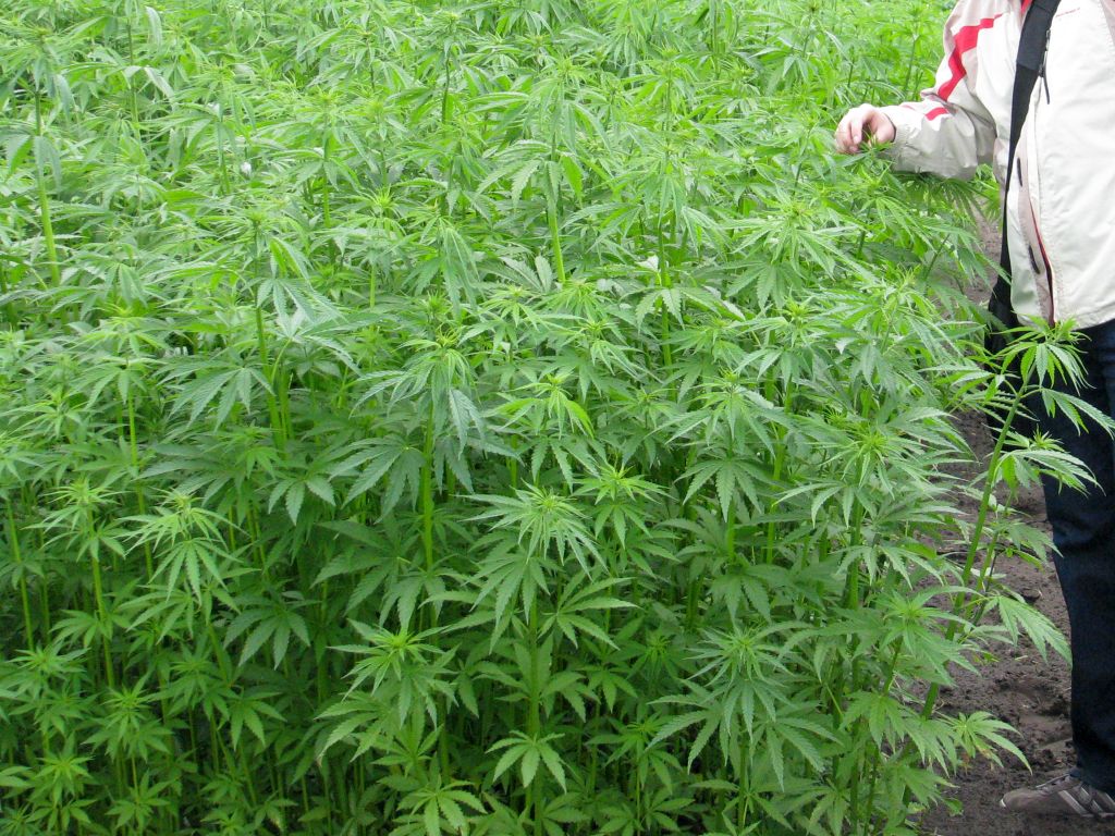 Uprawy konopi i maku w Polsce, Jarosław Sachajko, sejmowa komisja rolnictwa, KOWR