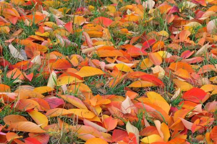 opadłe liście, naturalny nawóz organiczny, PAN w krakowie, Tomasz Figarski