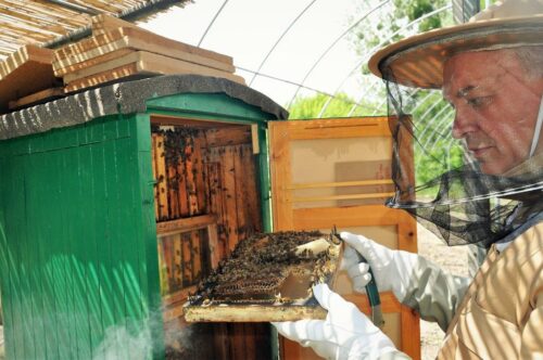 pasieka miejska giorin, Główny Inspektorat Ochrony Roślin i Nasiennictwa, Centralne Laboratorium w Toruniu