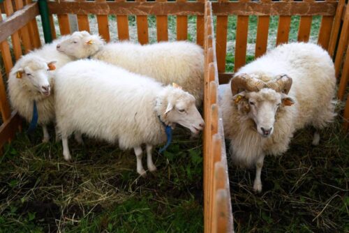 program owca plus, hodowla i wyupas owiec, Beata Białowąs, Andrzej Skupień, Związek Podhalan