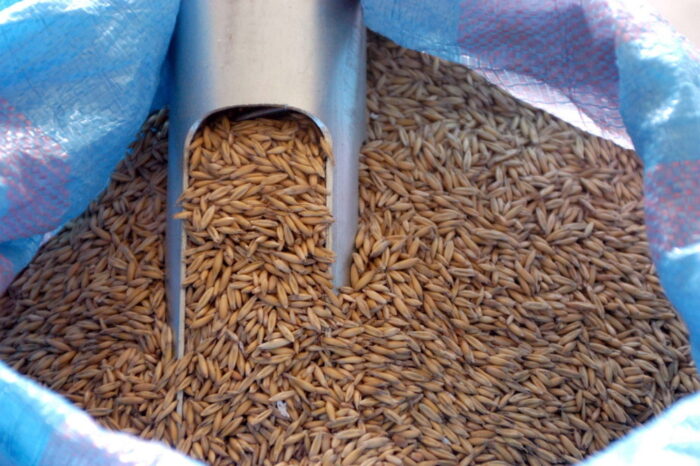 Izba Zbożowo-Paszowa, zbiory kukurydzy, handel ziarnem, eksport zbóż