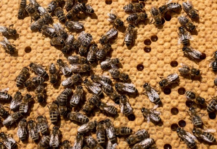 Ule na balkonie, miejska hodowla pszczół, włochy, mediolan