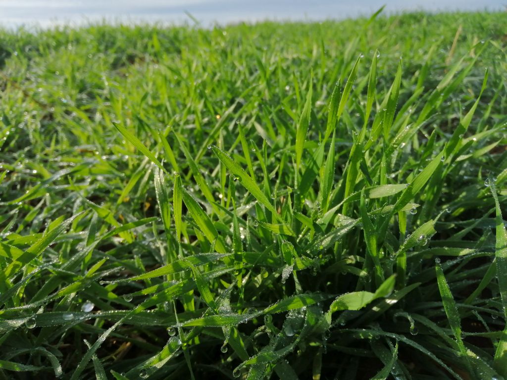 późne odchwaszczanie zbóż ozimych, odchwaszczanie ozimin w listopadzie, praktyczne porady dotyczące odchwaszczania zbóż