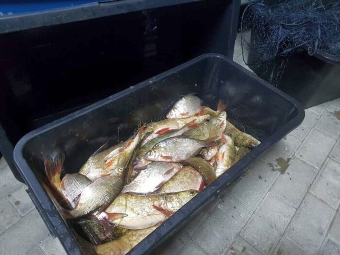 kłusownicy, Węgorzewo, kłusownicy z Węgorzewa