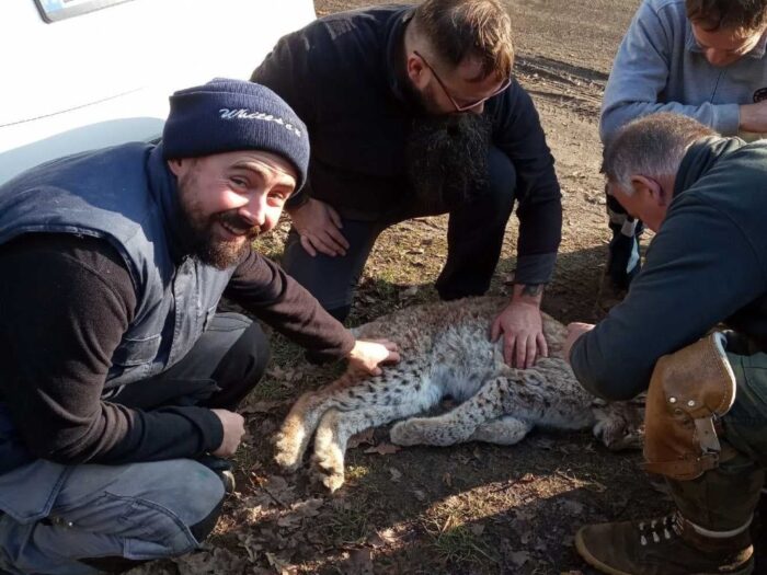 Pepłówek, ryś w gospodarstwie, Pomorze Zachodnie, zagroda adaptacyjna