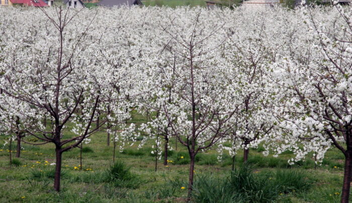 julian pawlak, Krajowa Unia Producentów Soków, mirosław maliszewski, przetwórstwo owoców